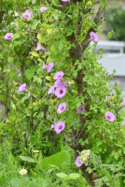 Γιαπωνέζικα Πρωινά Λουλούδια Convolvulaceae Ετήσια Φυτά Περίοδος Ανθοφορίας Είναι Από — Φωτογραφία Αρχείου