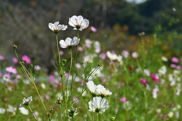 Cosmos Flowers Full Bloom Autumn Seasonal Background Material — Stock Photo, Image