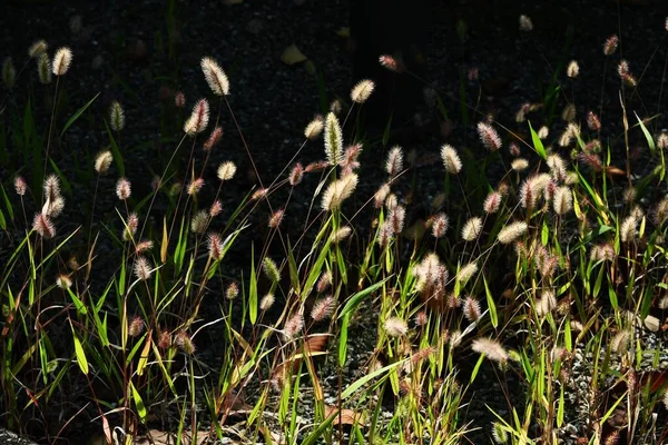 Groene Vossenstaart Achtergrondmateriaal Voor Close Beelden — Stockfoto