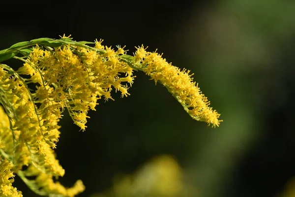 Altın Sarısı Çiçekler Asteraceae Daimi Bitkileri Çiçek Açma Mevsimi Eylül — Stok fotoğraf