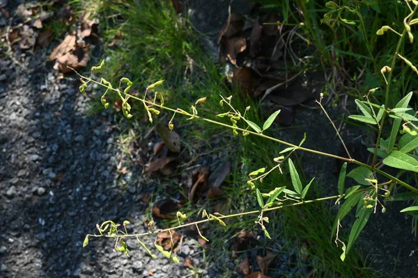 Pánikba Esett Kullancs Trefoil Gyümölcsök Szúrós Magok Fabaceae Évelő Növények — Stock Fotó