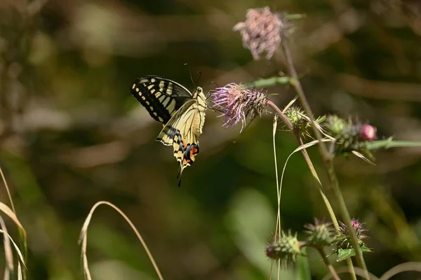 Old World Swallowtail Sucking Thistle Nectar Observable Spring Autumn — Stock Photo, Image