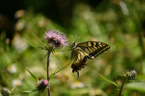 Old World Swallowtail Sucking Thistle Nectar Observable Spring Autumn — Stock Photo, Image