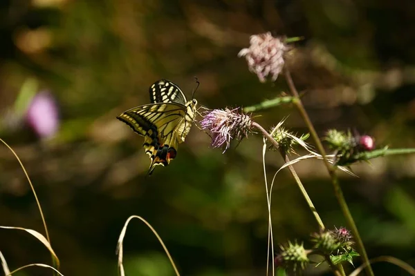 Vieux Monde Hirondelle Sucer Nectar Chardon Observable Printemps Automne — Photo