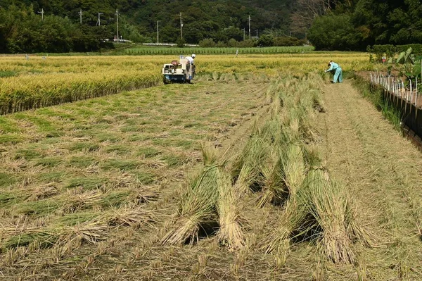 Harvesting Rice Combine Rice Harvested Japan September October Harvesting Threshing — Stock Photo, Image