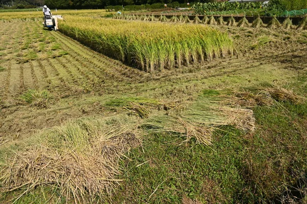Récolte Riz Avec Une Combinaison Riz Est Récolté Japon Septembre — Photo