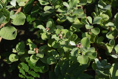 Yuvarlak yapraklı saf ağaç (Vitex rotundifolia) çiçekler ve böğürtlenler. Lamiaceae her zaman yeşil çalılık plaj bitkileri. Mavi-mor çiçekler temmuzdan eylüle kadar açar. Böğürtlen ilkel bir uyuşturucudur..