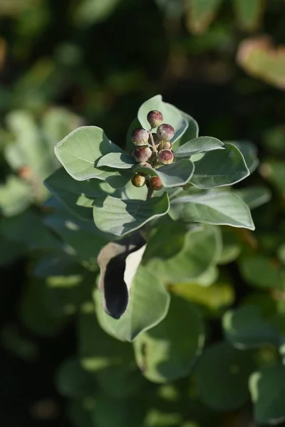 Στρογγυλή Αγνή Vitex Rotundifolia Λουλούδια Και Μούρα Αειθαλής Θάμνος Lamiaceae — Φωτογραφία Αρχείου