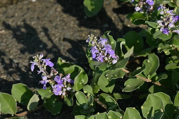 Στρογγυλή Αγνή Vitex Rotundifolia Λουλούδια Και Μούρα Αειθαλής Θάμνος Lamiaceae — Φωτογραφία Αρχείου