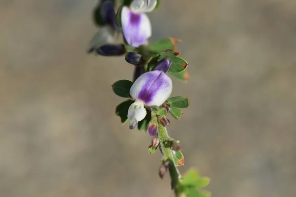 Fiori Cuneata Lespedeza Fabaceae Piante Perenni Fusti Diffondono Lungo Terreno — Foto Stock