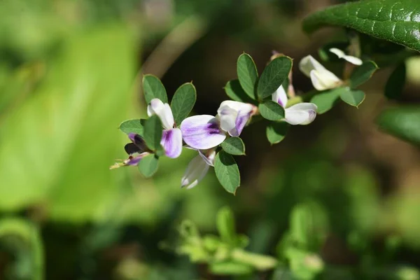 Lespedeza Cuneata Blüht Fabaceae Mehrjährige Pflanzen Die Stängel Breiten Sich — Stockfoto