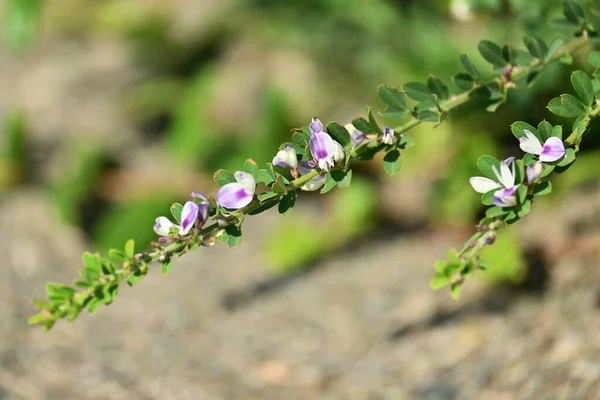 Lespedeza Cuneata Blüht Fabaceae Mehrjährige Pflanzen Die Stängel Breiten Sich — Stockfoto