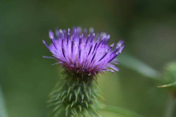 Japanische Distelblumen Blume Hintergrundmaterial Asteraceae Mehrjährige Pflanzen Schottland Sollen Die — Stockfoto