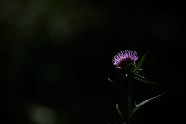 Japanse Distelbloemen Bloem Achtergrond Materiaal Asteraceae Meerjarige Planten Schotland Worden — Stockfoto