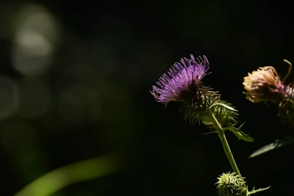 日本茴香花 花的背景材料 龙科多年生植物 在苏格兰 据说荆棘能保护国家不受外国敌人的侵害 而且它还是国花 — 图库照片