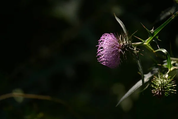 日本茴香花 花的背景材料 龙科多年生植物 在苏格兰 据说荆棘能保护国家不受外国敌人的侵害 而且它还是国花 — 图库照片
