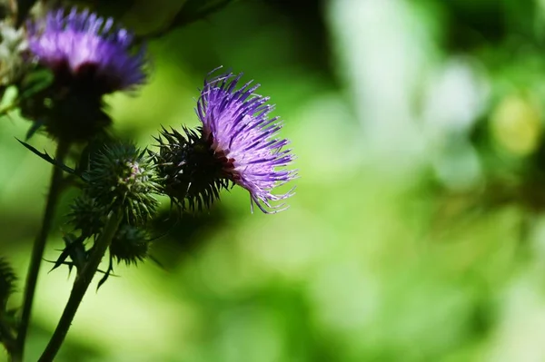 Japon Devedikeni Çiçekleri Çiçek Arkaplan Malzemesi Asteraceae Daimi Bitkileri Skoçya — Stok fotoğraf