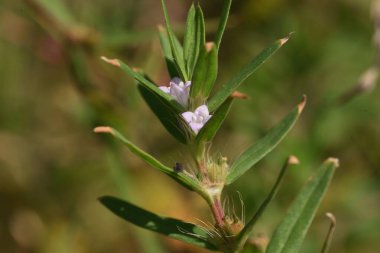 Zavallı Joe (Diodia teres) çiçekleri. Rubiaceae 'nin Kuzey Amerika' ya özgü yıllık bitkileri. Soluk pembe çiçekler Temmuz 'dan Eylül' e kadar açar.