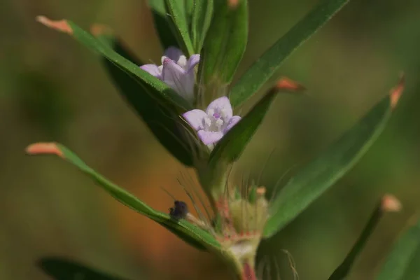 Poorjoe Diodia Teres Virágok Rubiaceae Éves Növények Őshonos Észak Amerikában — Stock Fotó