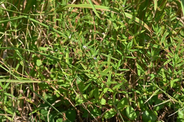 Poorjoe Diodia Teres Квіти Rubiaceae Щорічні Рослини Ростуть Північній Америці — стокове фото