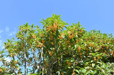 Turuncu kokulu zeytin çiçekleri. Oleaceae her zaman yeşildir. Eylül 'den Ekim' e kadar güzel kokulu portakal çiçekleri açar. Corolla şarap, çay ve tıbbi malzemeler için kullanılır..