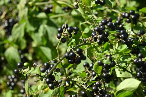 Καλλιέργεια Μύρτιλου Solanaceae Native Guinea Africa Υγιή Φρούτα Πλούσια Βιταμίνη — Φωτογραφία Αρχείου