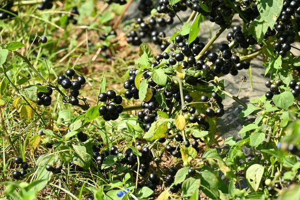 Bahçe Yaban Mersini Ekimi Solanaceae Üzümleri Gine Afrika Özgüdür Vitamini — Stok fotoğraf