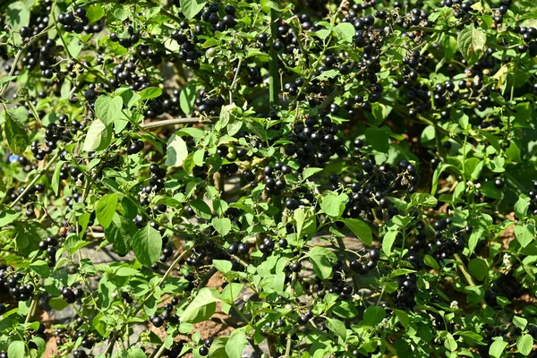 텃밭의 허클베리 과일나무 열매는 아프리카 기니에서 비타민 과일은 잼으로 가공하여 — 스톡 사진