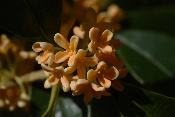 香りのオレンジ色のオリーブの花 常緑樹です 芳香のある橙色の花を9月10月に咲かせます ワインやお茶 薬などに使われます — ストック写真