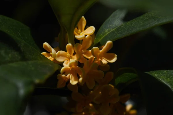 Fragrant orange colored olive flowers. Oleaceae evergreen tree. Fragrant orange flowers bloom from September to October. Corollas are used for wine and tea, and for medicinal.