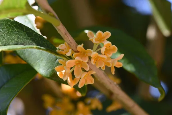 Fragrant orange colored olive flowers. Oleaceae evergreen tree. Fragrant orange flowers bloom from September to October. Corollas are used for wine and tea, and for medicinal.