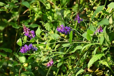 Vicia sahte orobus çiçekleri. Fabaceae daimi asması. Yarış ağustostan ekime kadar mavimsi-mor çiçekler taşıyor..