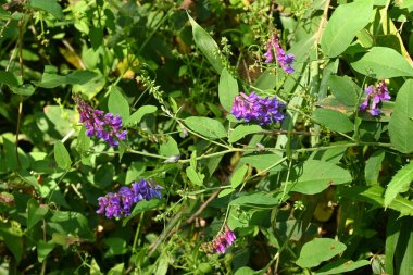 Vicia sahte orobus çiçekleri. Fabaceae daimi asması. Yarış ağustostan ekime kadar mavimsi-mor çiçekler taşıyor..