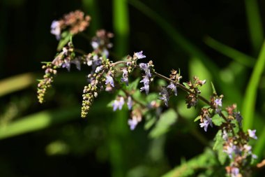 Isodon İnflexus çiçekleri. Lamiaceae bitkileri. Mavi-menekşe dudak şeklindeki çiçekler Eylül 'den Ekim' e kadar açar.
