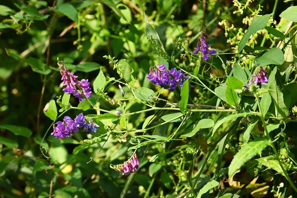 Vicia Pseudo Orobus Kwiaty Fabaceae Wieloletnia Winorośl Wyścig Niedźwiedzi Niebiesko — Zdjęcie stockowe