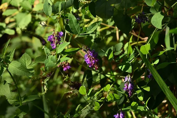 Vicia Pseudo Orobus Blüht Staudenrebe Fabaceae Die Traube Trägt Von — Stockfoto