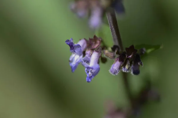 Fiori Isodon Inflexus Lamiaceae Piante Perenni Fiori Forma Labbro Blu — Foto Stock