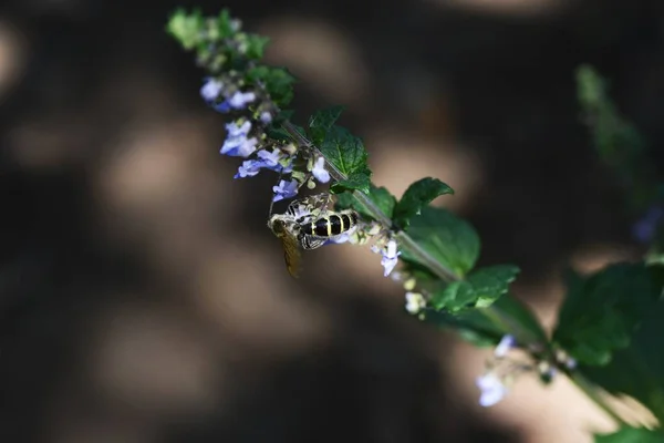 Isodon Inflexus Květiny Trvalé Rostliny Lamiaceae Modrofialové Květy Tvaru Rtu — Stock fotografie