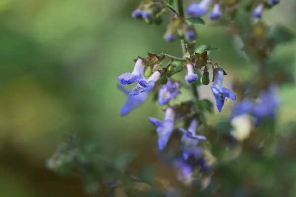 Isodon Inflexus Flowers Lamiaceae Perennial Plants Flores Forma Labio Azul — Foto de Stock