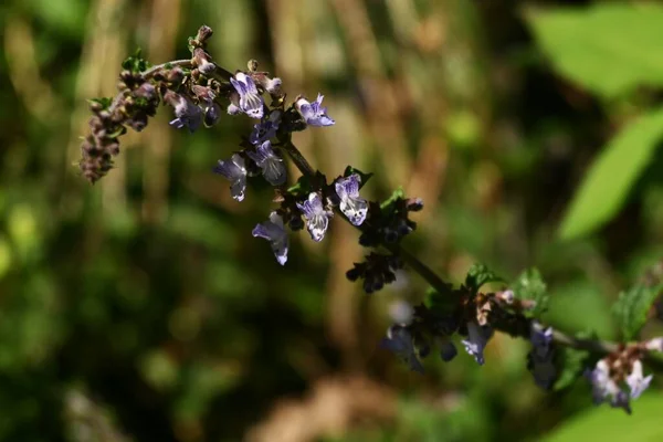 Isodon Inflexus Virágok Lamiaceae Évelő Növények Szeptembertől Októberig Kék Lila — Stock Fotó