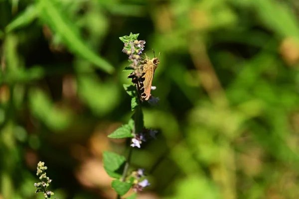 Ізодон Інклюзивні Квіти Багаторічні Рослини Lamiaceae Синьо Фіолетові Квіти Формі — стокове фото