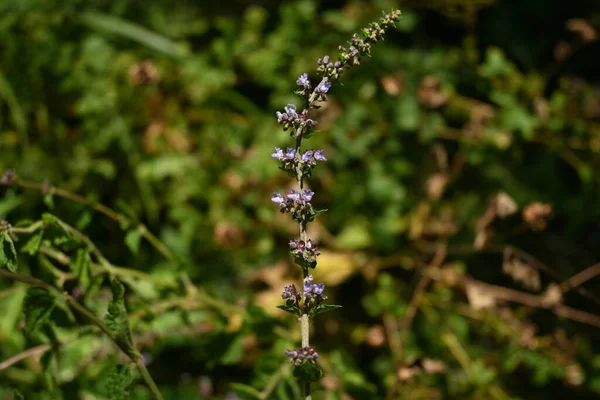 Flores Isodon Inflexus Lamiaceae Plantas Perenes Flores Forma Lábio Azul — Fotografia de Stock