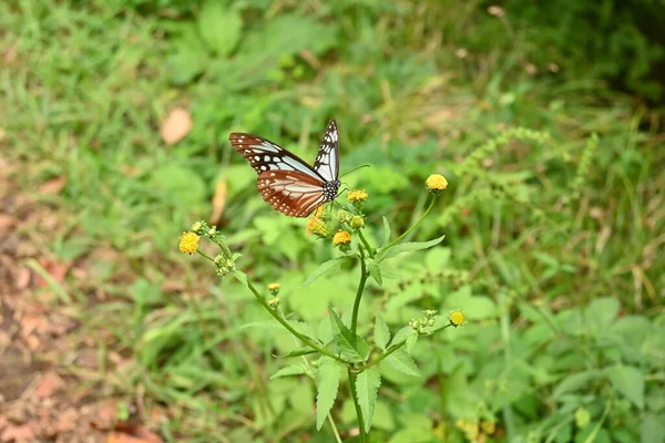 Castanha Tigre Borboleta Fêmea Parantica Sita Uma Grande Borboleta Com — Fotografia de Stock