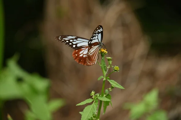 Castanha Tigre Borboleta Fêmea Parantica Sita Uma Grande Borboleta Com — Fotografia de Stock