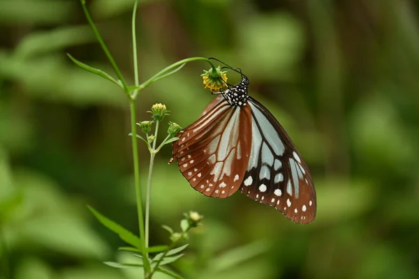 Kastanje Tijger Vlinder Vrouwtje Parantica Sita Een Grote Vlinder Met — Stockfoto