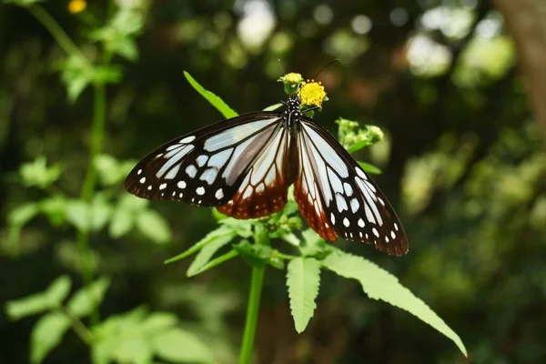 Mariposa Tigre Castaño Hembra Parantica Sita Una Mariposa Grande Con —  Fotos de Stock