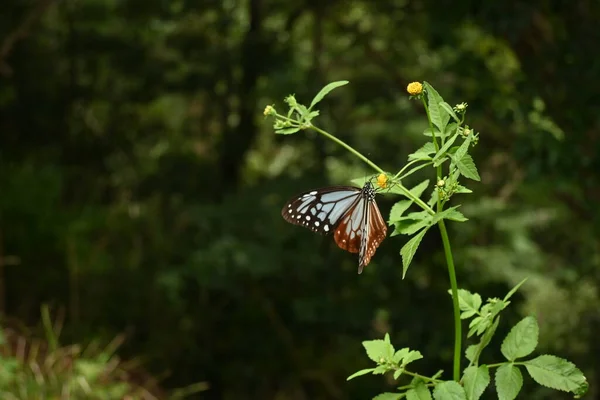 Chestnut Tiger Butterfly Female Parantica Sita Large Butterfly Brightly Patterned — Stock Photo, Image