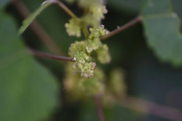 Hairy Crabweed Fatoua Villosa Flowers Moraceae Annual Weeds August October — Stock Photo, Image