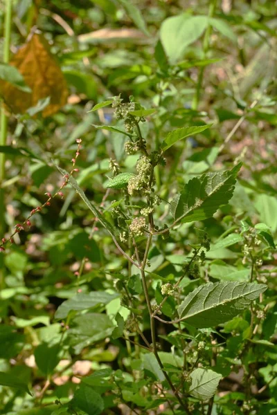 Kıllı Yengeç Fatoua Villosa Çiçekleri Moraceae Yıllık Otları Ağustos Tan — Stok fotoğraf