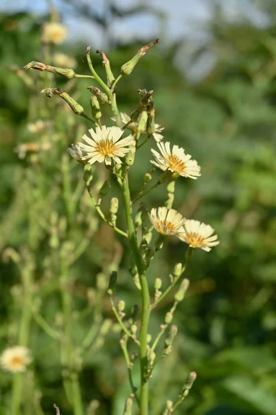 Kwiaty Sałaty Indyjskiej Lactuca Indica Rośliny Asteraceae Roczne Jasnożółte Kwiaty — Zdjęcie stockowe